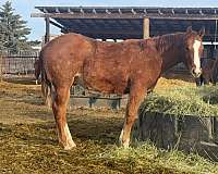 quarter-horse-for-sale