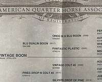 quarter-horse