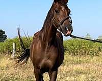 saddlebred-mare