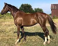 saddlebred-horse