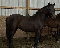 bay-crossbred-pony-colt