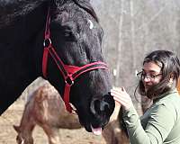 all-around-percheron-horse