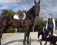 appointment-dutch-warmblood-horse