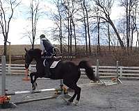 bid-dutch-warmblood-horse