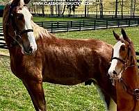 colonel-tennessee-walking-horse