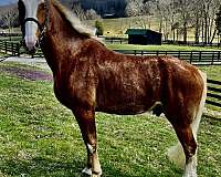 loving-companion-tennessee-walking-horse