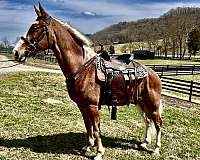 pleasure-to-work-with-tennessee-walking-horse