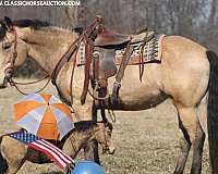 buckskin-mare-draft-horse