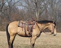 buttermilk-draft-horse