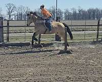 buttermilk-buckskin-draft-horse