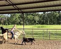 palomino-experienced-roping-horse