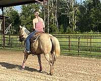 experienced-roping-mare