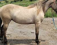 silver-grulla-horse