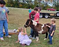 miniature-pony-for-sale