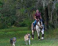 polocrosse-draft-horse