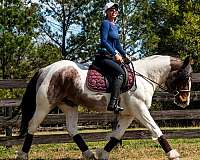 crossbred-draft-horse