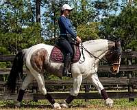 easy-draft-horse