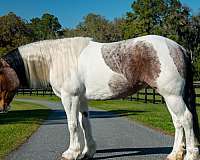 gypsy-cross-draft-horse