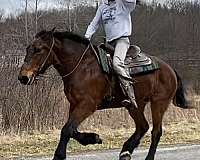 all-around-draft-horse