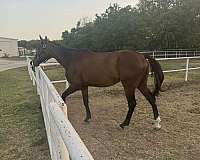 thoroughbred-horse-for-sale