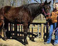 safe-missouri-fox-trotter-horse