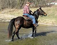 sound-missouri-fox-trotter-horse