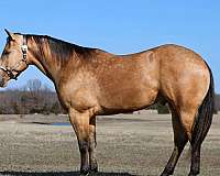 athletic-quarter-horse