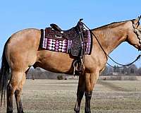 calf-roping-quarter-horse