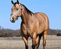 cutting-prospect-quarter-horse