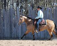 dappled-quarter-horse