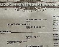 drill-team-quarter-horse