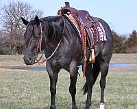 athletic-quarter-horse