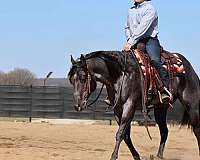 barrel-racing-quarter-horse