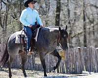 calf-roping-quarter-horse