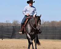 cowboy-mounted-shooting-quarter-horse