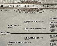 drill-team-quarter-horse