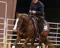 calf-roping-quarter-horse