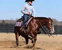 cowboy-mounted-shooting-quarter-horse