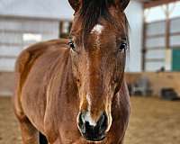 star-snip-left-hind-coronet-horse