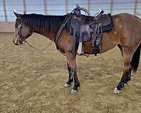 bay-star-snip-left-hind-coronet-horse