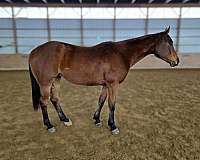 athletic-quarter-horse