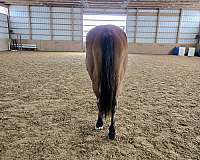 beginner-quarter-horse