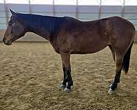 dressage-quarter-horse