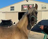 dappled-rocky-mountain-horse