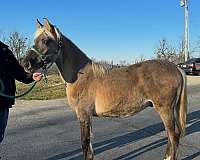 foundation-rocky-mountain-horse