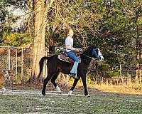 11-hand-hackney-gelding