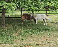 miniature-horse-for-sale