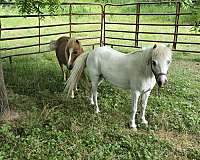 miniature-horse