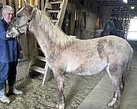 dappled-rocky-mountain-horse