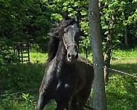 black-none-horse